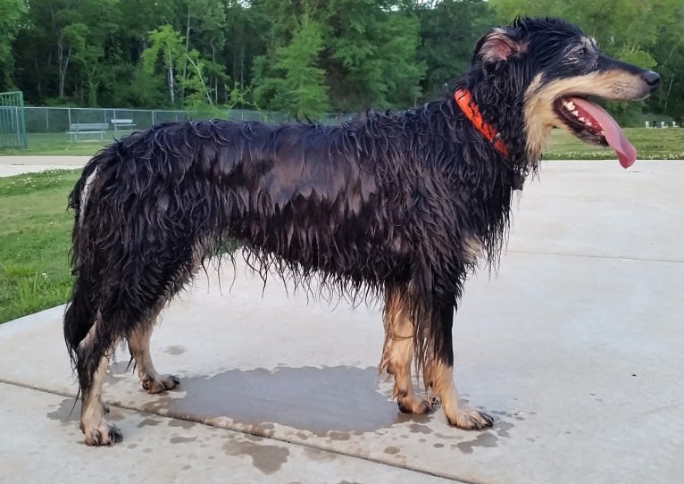 Maple, an English Shepherd tested with EmbarkVet.com