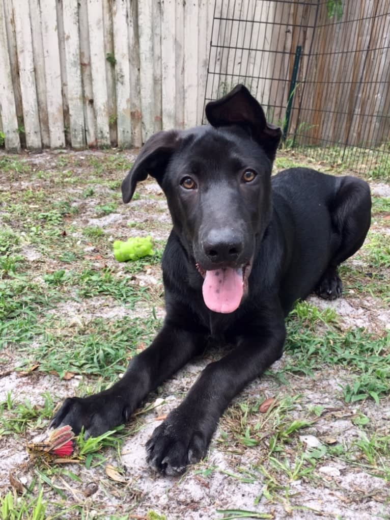 Reggie, a German Shepherd Dog and Chinese Shar-Pei mix tested with EmbarkVet.com