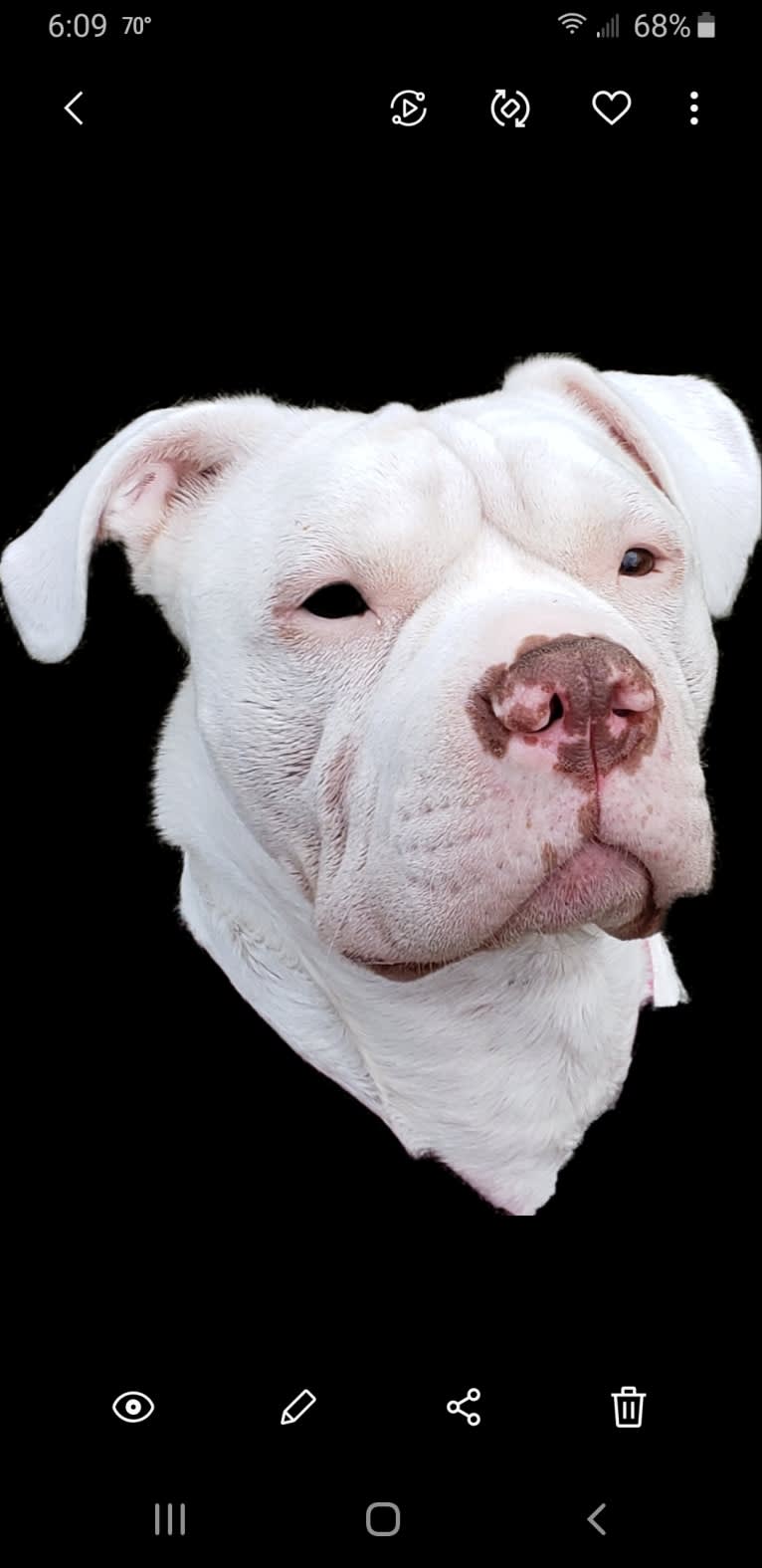 Storm, an American Bulldog tested with EmbarkVet.com