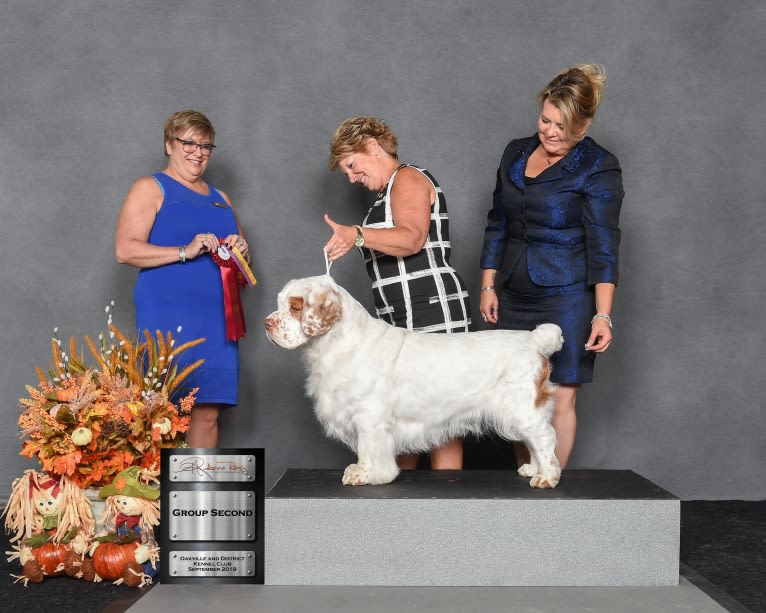 Cruise, a Clumber Spaniel tested with EmbarkVet.com