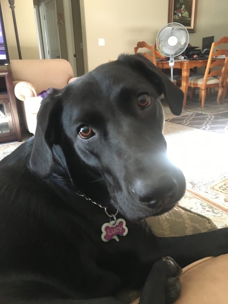 Lucy, a Labrador Retriever tested with EmbarkVet.com