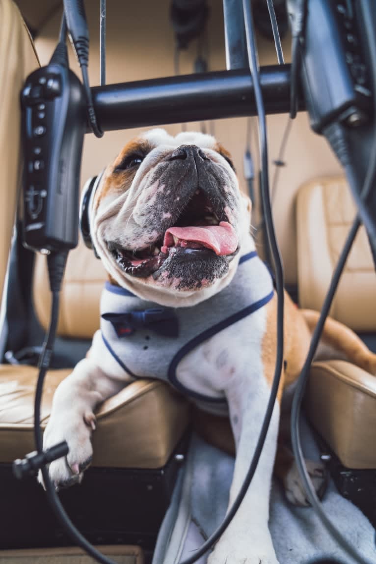 Mister Bentley, a Bulldog tested with EmbarkVet.com