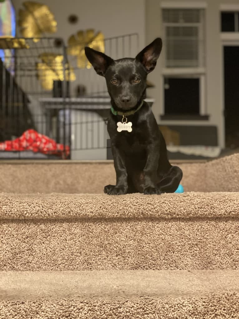 Doby, an Australian Cattle Dog and Miniature Pinscher mix tested with EmbarkVet.com