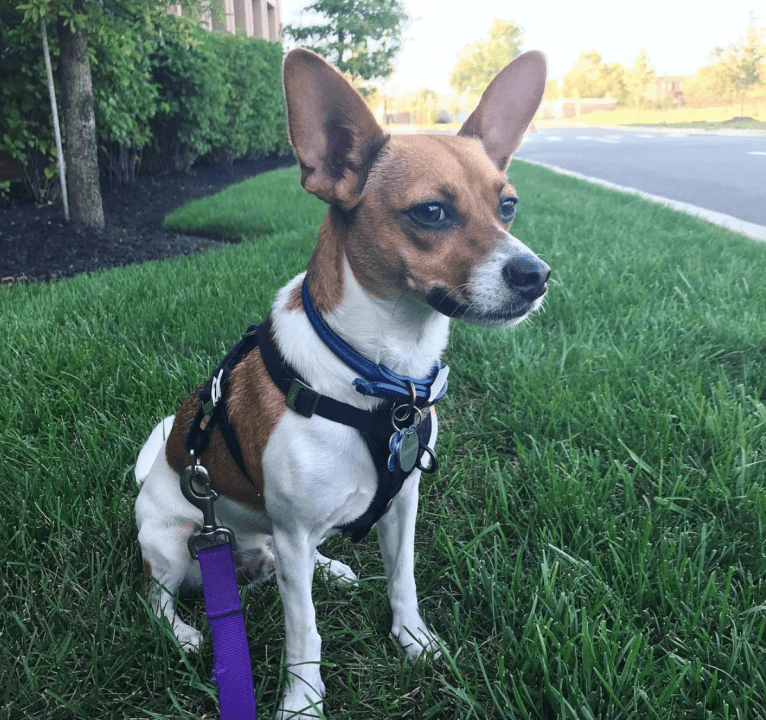 Oliver, a Chihuahua and Russell-type Terrier mix tested with EmbarkVet.com