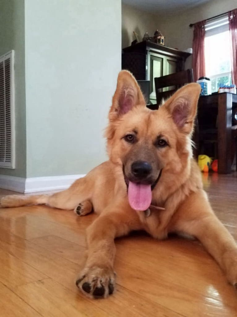 Hershey, a German Shepherd Dog and Chow Chow mix tested with EmbarkVet.com