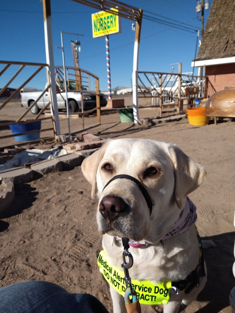 Missy, a Labrador Retriever tested with EmbarkVet.com