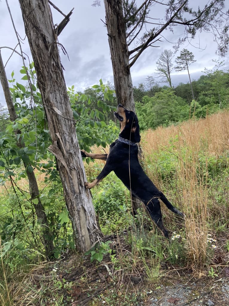 Elvis, a Bluetick Coonhound tested with EmbarkVet.com