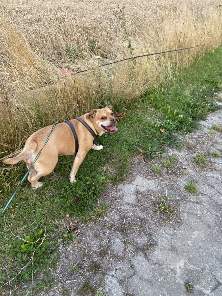 Josie, a Bulldog and Labrador Retriever mix tested with EmbarkVet.com