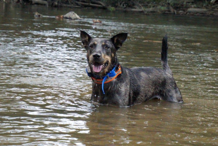 Rhett, a Catahoula Leopard Dog and Siberian Husky mix tested with EmbarkVet.com