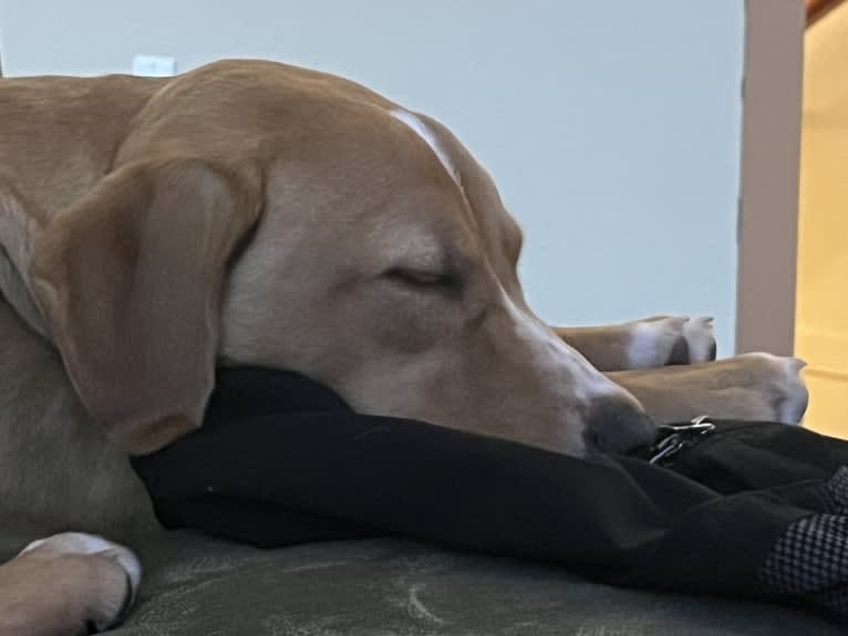 Her name is Sage, an American Bulldog and Labrador Retriever mix tested with EmbarkVet.com