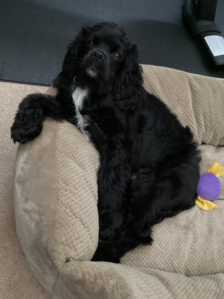 Pepper, a Cavalier King Charles Spaniel and Cocker Spaniel mix tested with EmbarkVet.com