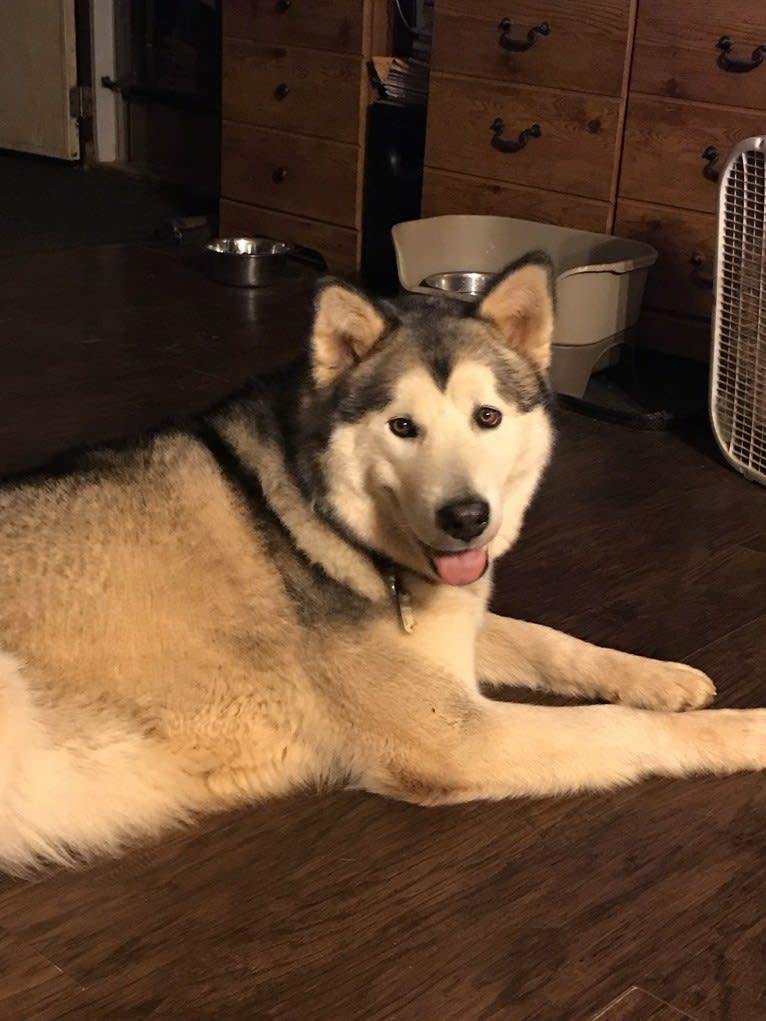 Miya, an Alaskan Malamute tested with EmbarkVet.com