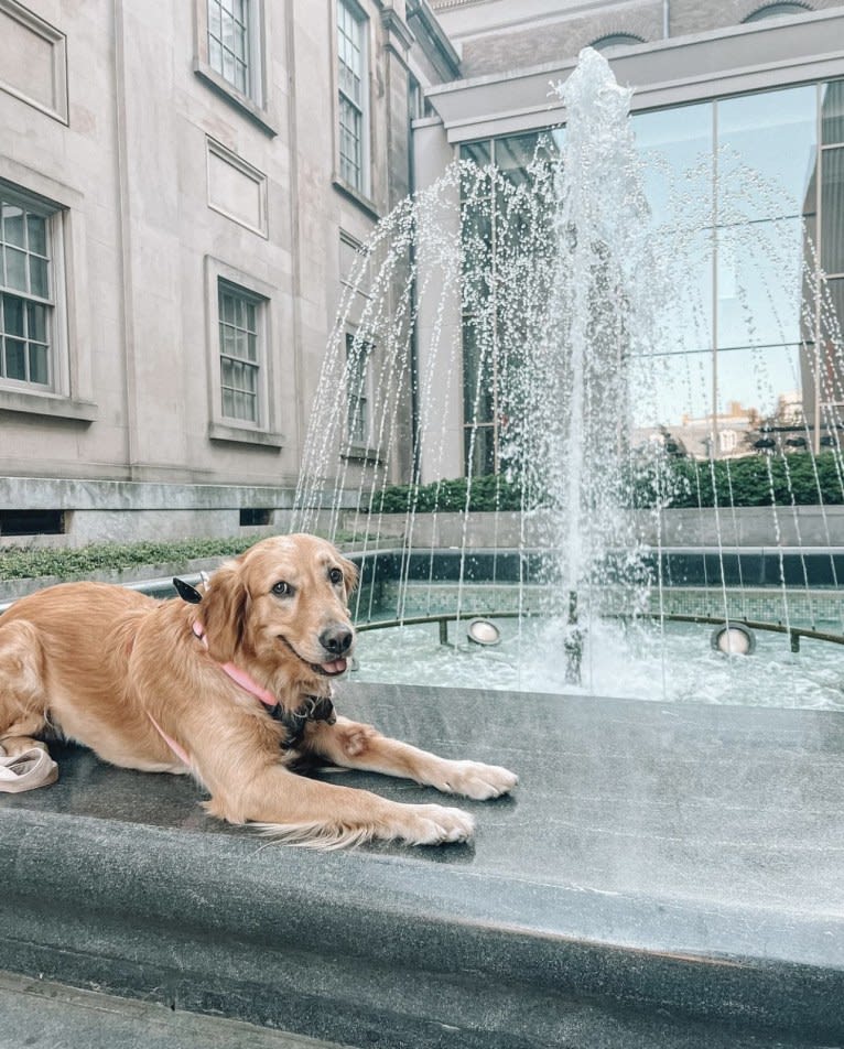 Marley, a Golden Retriever tested with EmbarkVet.com