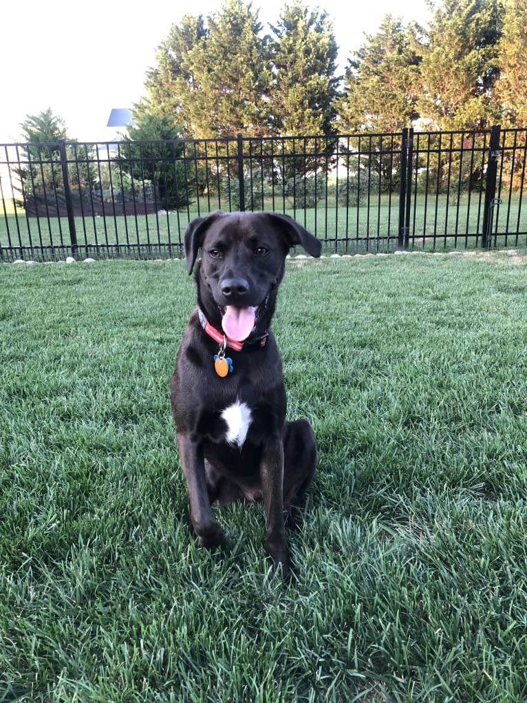 NEVILLE, an American Pit Bull Terrier and Plott mix tested with EmbarkVet.com