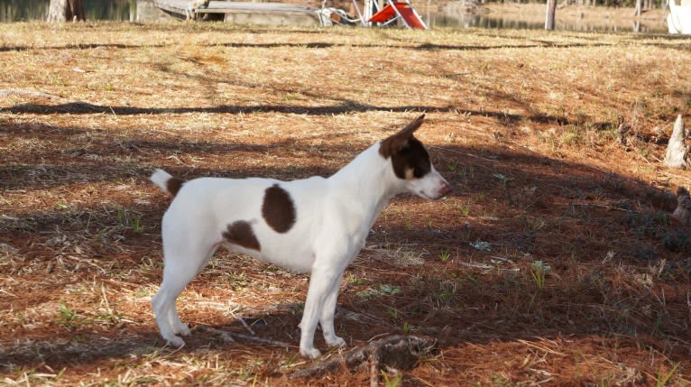 Timberlane Charlee, a Russell-type Terrier and Rat Terrier mix tested with EmbarkVet.com