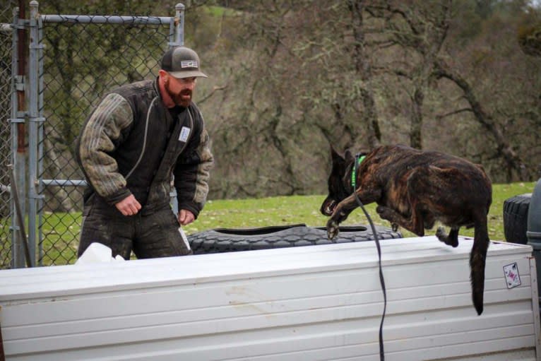 Static, a Dutch Shepherd tested with EmbarkVet.com