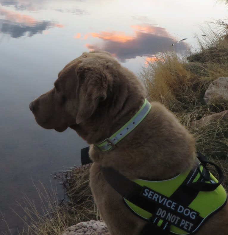 Guess, a Chesapeake Bay Retriever tested with EmbarkVet.com