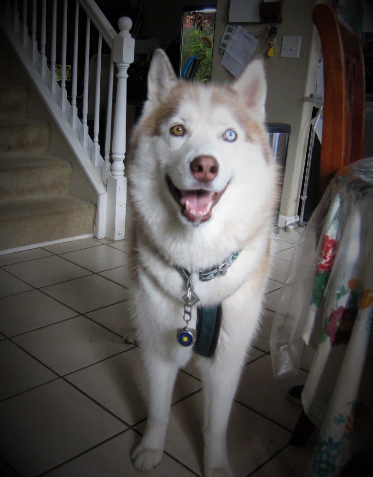 Leo, a Siberian Husky tested with EmbarkVet.com