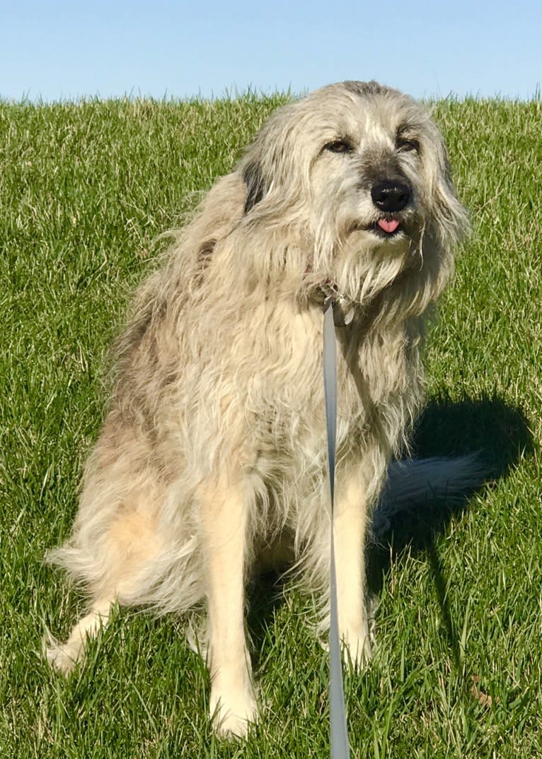 Charybdis, an Arabian Village Dog tested with EmbarkVet.com