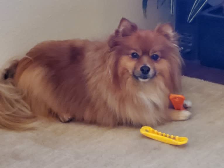 Bear, a Pomeranian tested with EmbarkVet.com