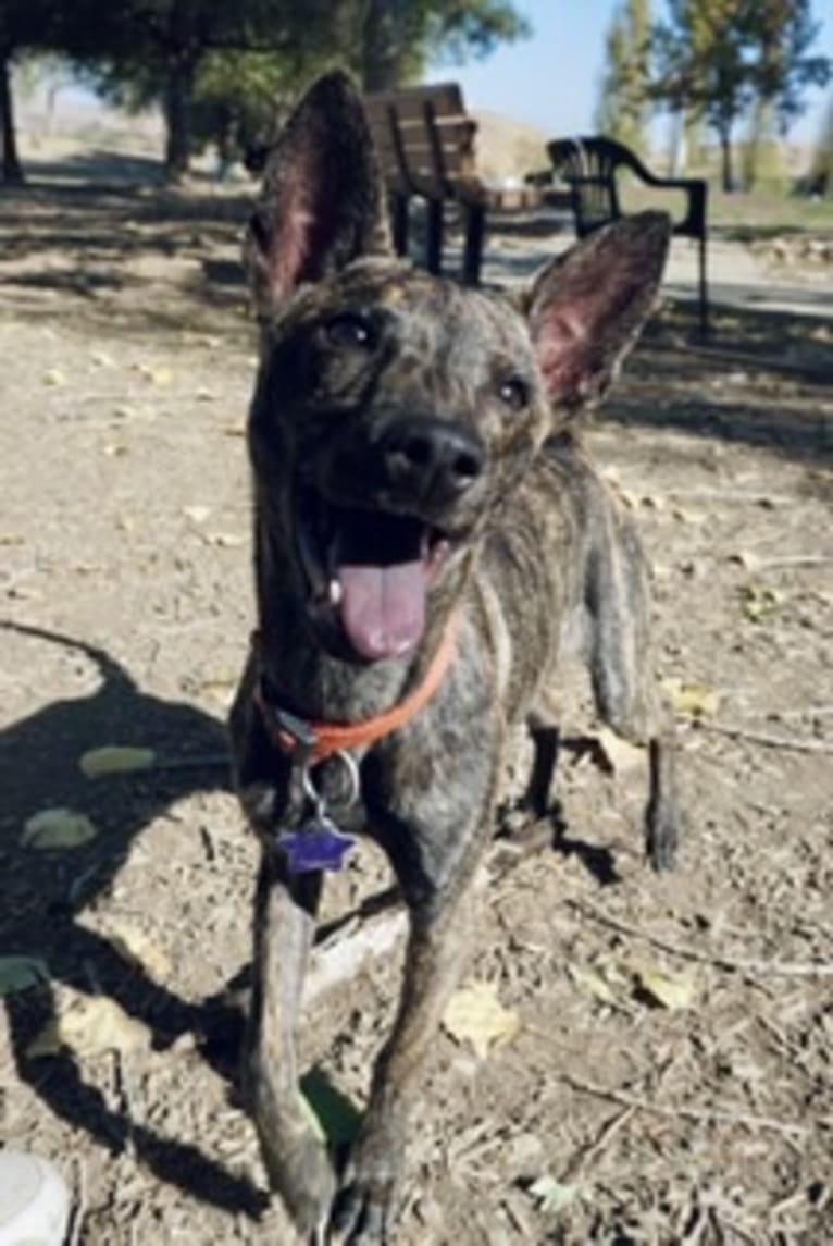 Hina, a Formosan Mountain Dog tested with EmbarkVet.com