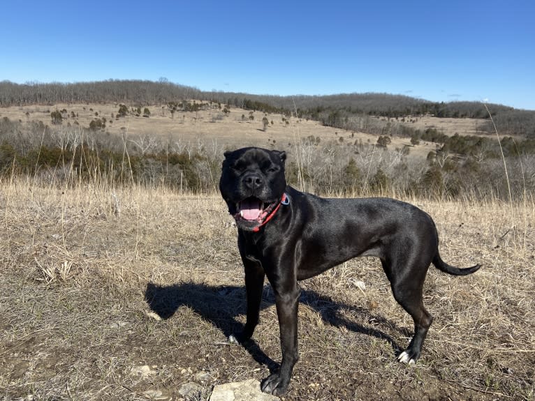 Zhala, a Cane Corso and American Pit Bull Terrier mix tested with EmbarkVet.com