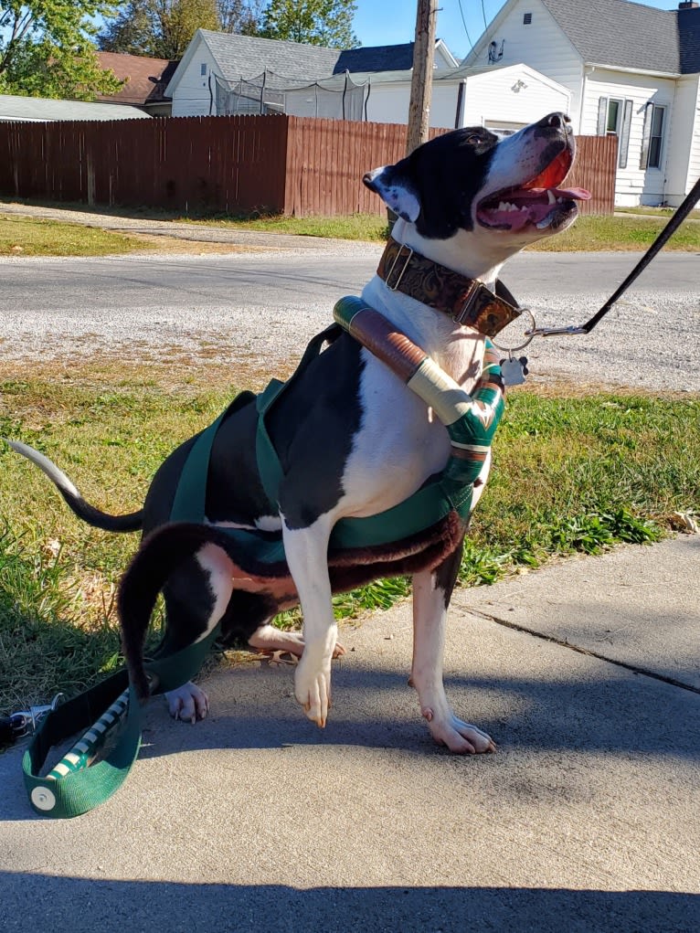 GANT'S OG RUDEBOY "ROCKY", an American Pit Bull Terrier and American Staffordshire Terrier mix tested with EmbarkVet.com