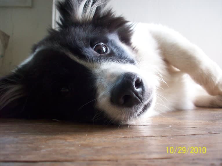 Flinx, an Icelandic Sheepdog tested with EmbarkVet.com