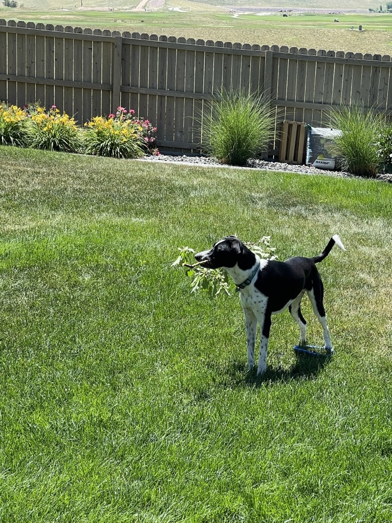 Dexter, a Great Pyrenees and American Pit Bull Terrier mix tested with EmbarkVet.com