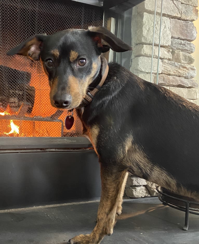 Sergeant, a Chihuahua and Dachshund mix tested with EmbarkVet.com