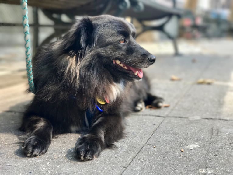 DUTCH, a Middle Eastern Village Dog and Poodle (Small) mix tested with EmbarkVet.com