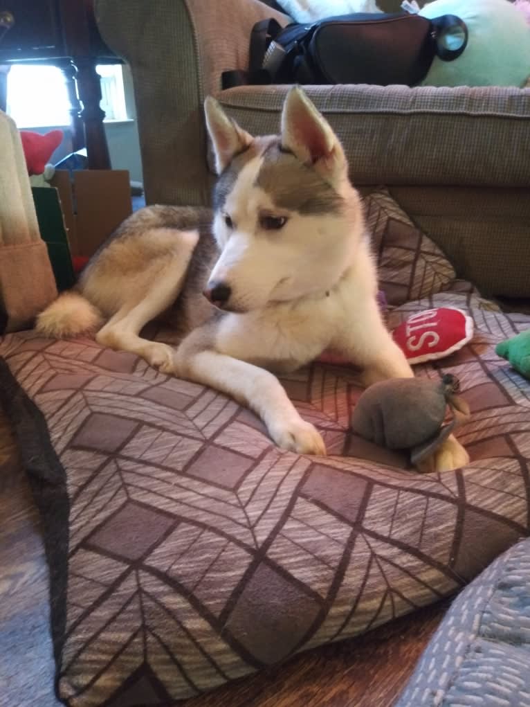 Everest, a Siberian Husky and German Shepherd Dog mix tested with EmbarkVet.com