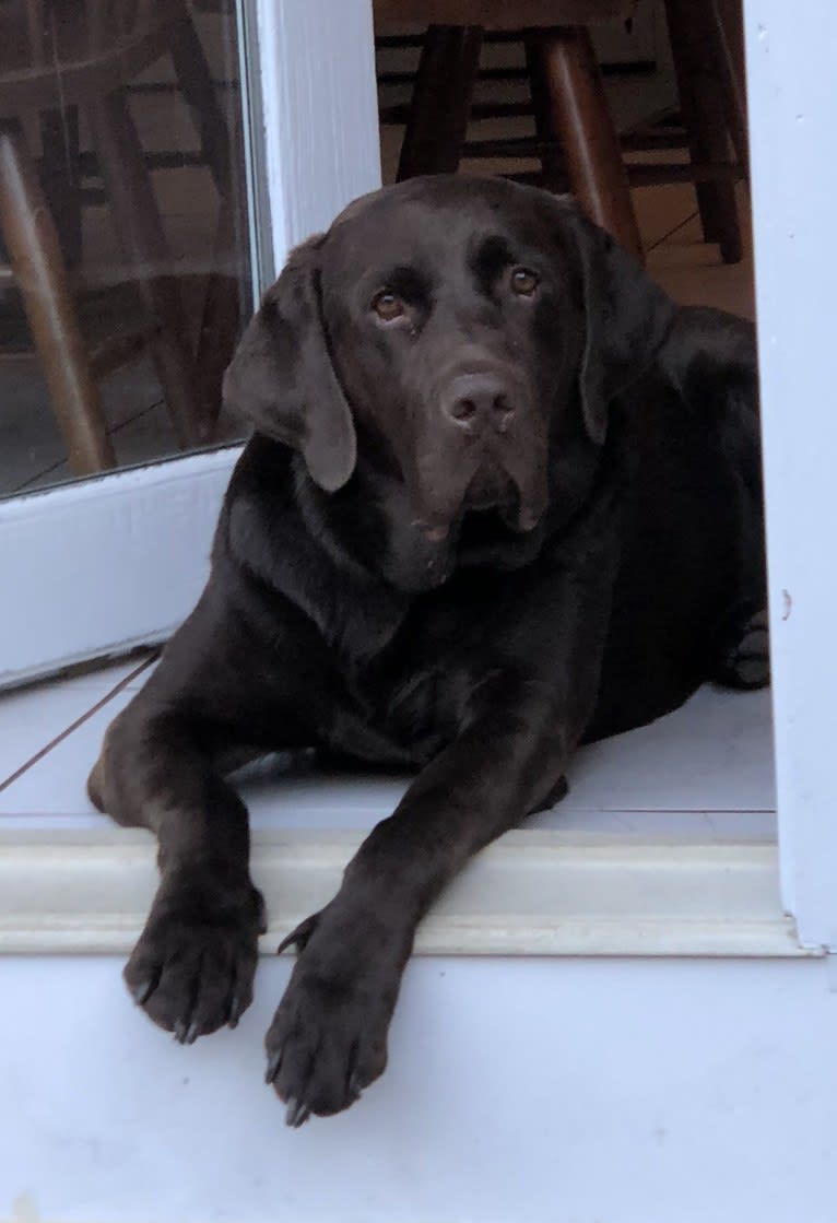 Zeke, a Labrador Retriever tested with EmbarkVet.com