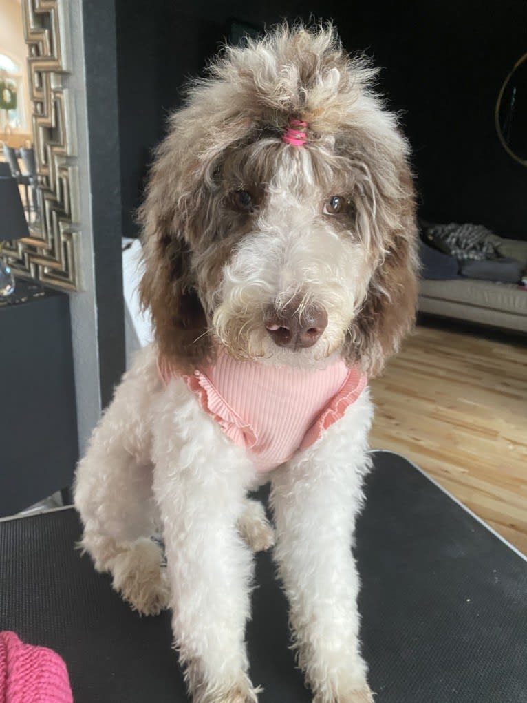 CoCo, a Poodle (Standard) tested with EmbarkVet.com