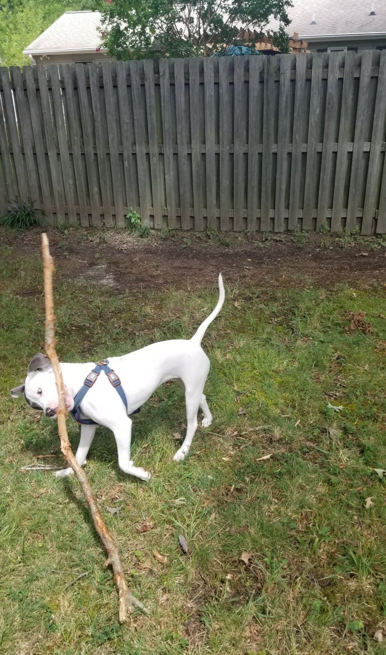 Bella Caroline, an American Pit Bull Terrier and American Staffordshire Terrier mix tested with EmbarkVet.com