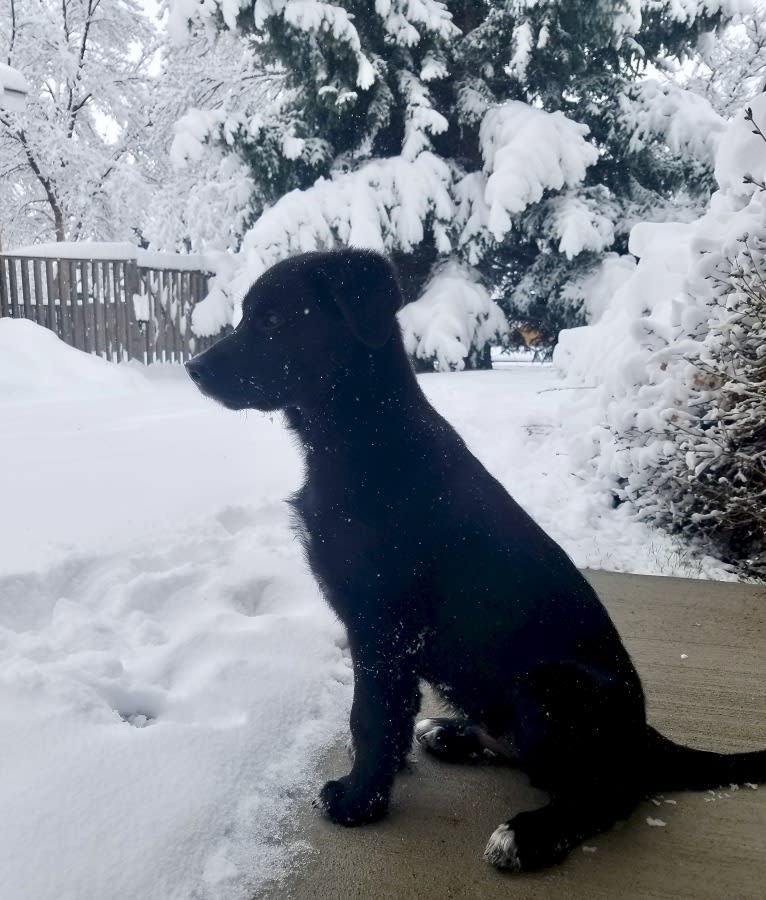 Kodiak, a German Shepherd Dog and Great Pyrenees mix tested with EmbarkVet.com