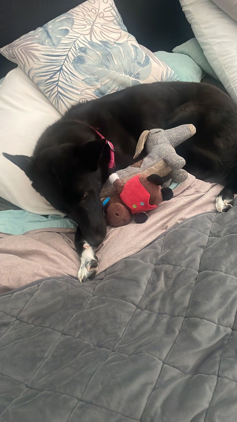 Coco, a Canaan Dog tested with EmbarkVet.com