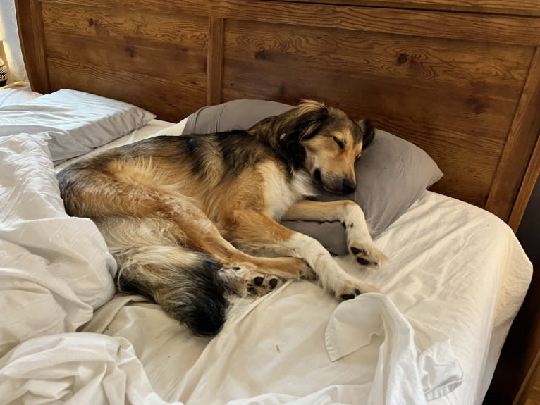 Callie, an English Shepherd and Great Pyrenees mix tested with EmbarkVet.com