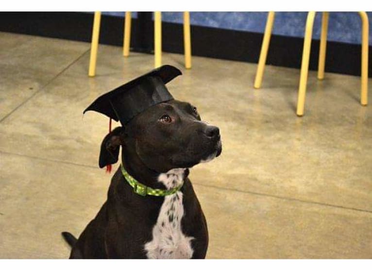 Kayden, a Staffordshire Terrier and Australian Cattle Dog mix tested with EmbarkVet.com