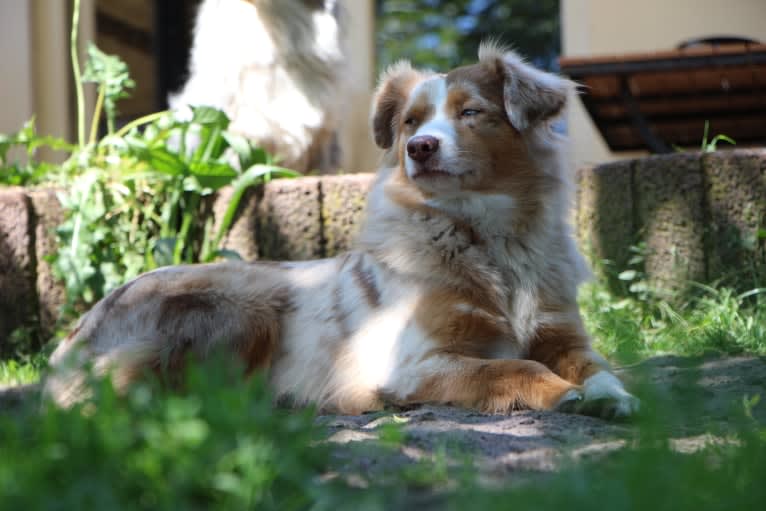 Lazy D`s Bree, an Australian Shepherd tested with EmbarkVet.com