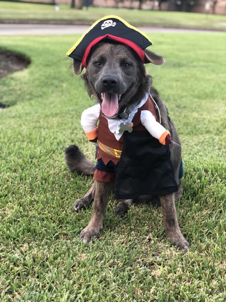 Beaux, an American Pit Bull Terrier and German Shepherd Dog mix tested with EmbarkVet.com