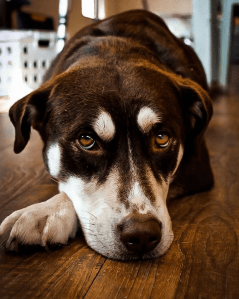 Brownie, a Siberian Husky and American Pit Bull Terrier mix tested with EmbarkVet.com