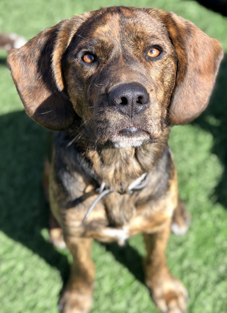 Otis, a Beagle and Golden Retriever mix tested with EmbarkVet.com