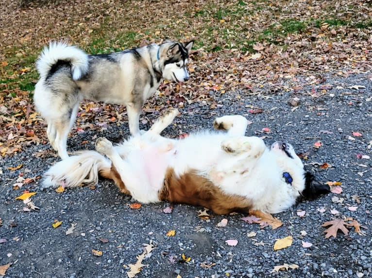 Thor, a Saint Bernard tested with EmbarkVet.com