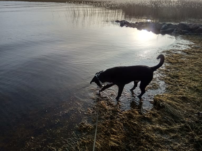 Whisky, an Australian Shepherd and Dalmatian mix tested with EmbarkVet.com