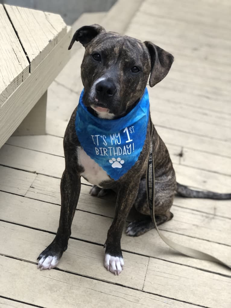 Mackey, an American Pit Bull Terrier tested with EmbarkVet.com