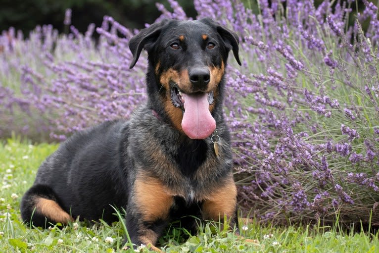 Charly, a Beauceron tested with EmbarkVet.com