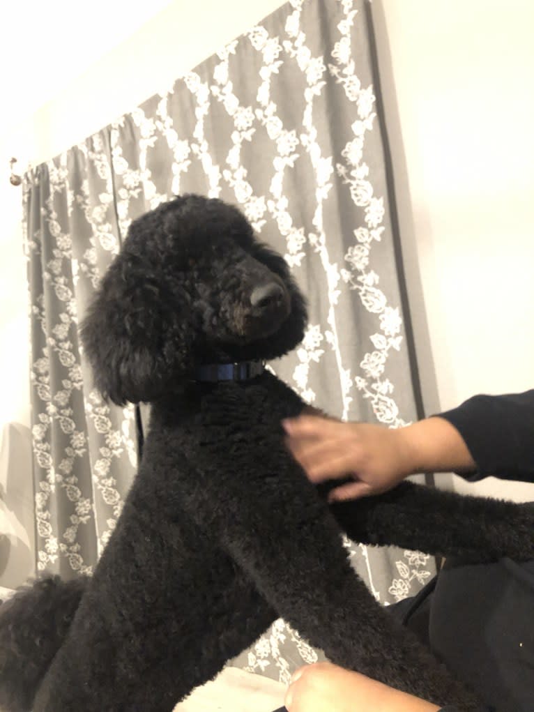Gucci, a Poodle (Standard) tested with EmbarkVet.com