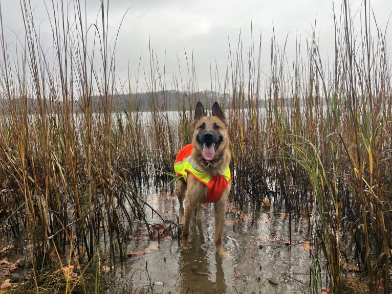 Everhett, a German Shepherd Dog and Australian Cattle Dog mix tested with EmbarkVet.com