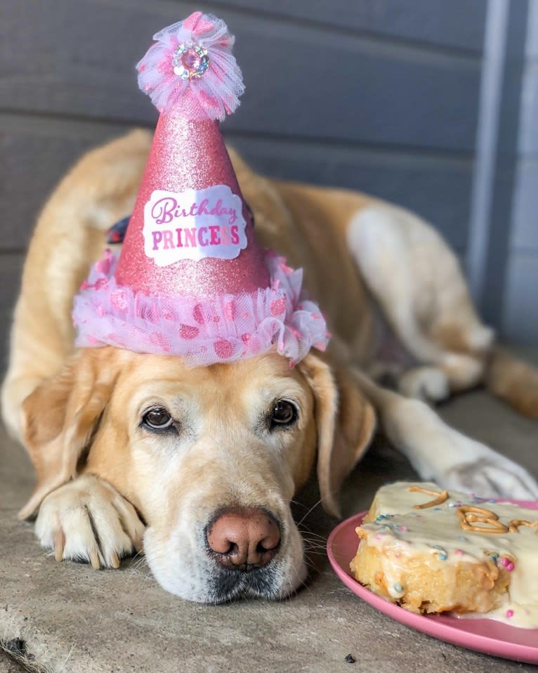 Brae, a Labrador Retriever tested with EmbarkVet.com